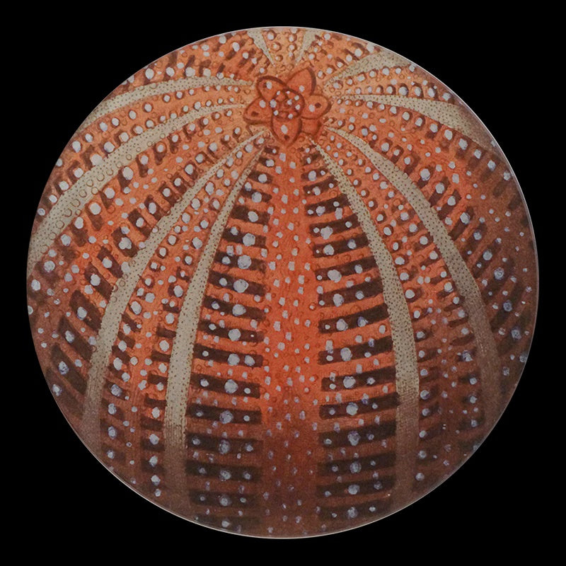 Red Sea Urchin 5 3/4" Round