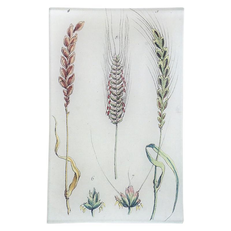 Wheat Chart Rectangular Tray