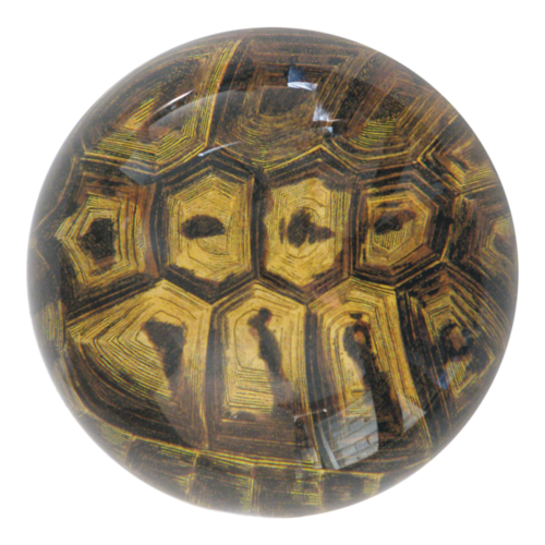 Tortoise Dome Paperweight