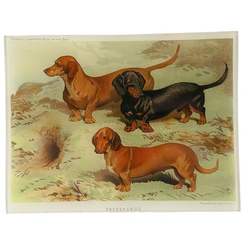 Dachshunds 8x10.5" Rect. Tray