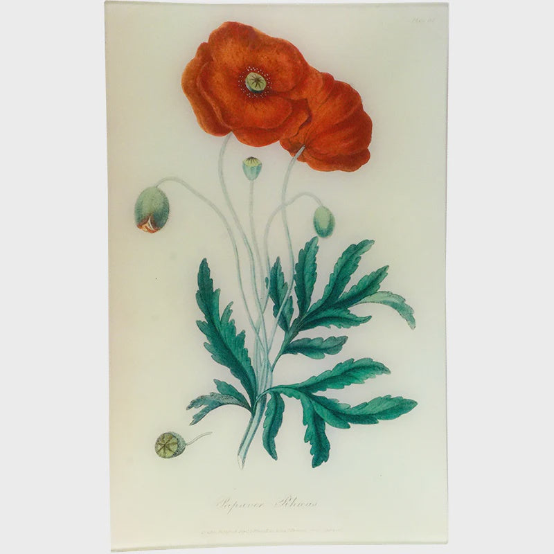 Poppy Papaver Rheas (History of Plants) 10 x 16" Rectangular Tray