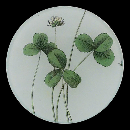 Forage Clover 4" Round