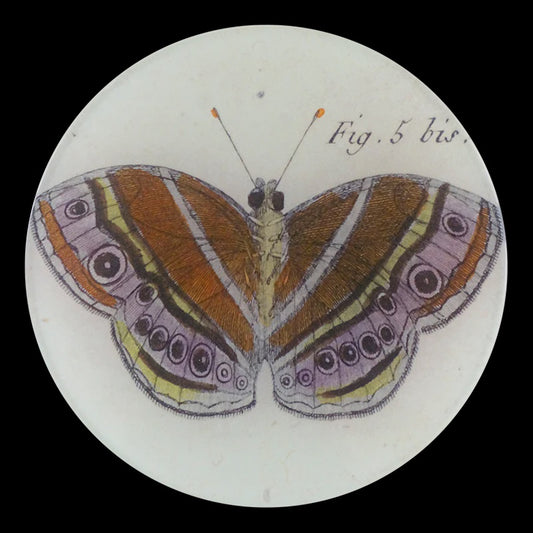 Fig. 5 bis Butterfly 5 3/4" Round