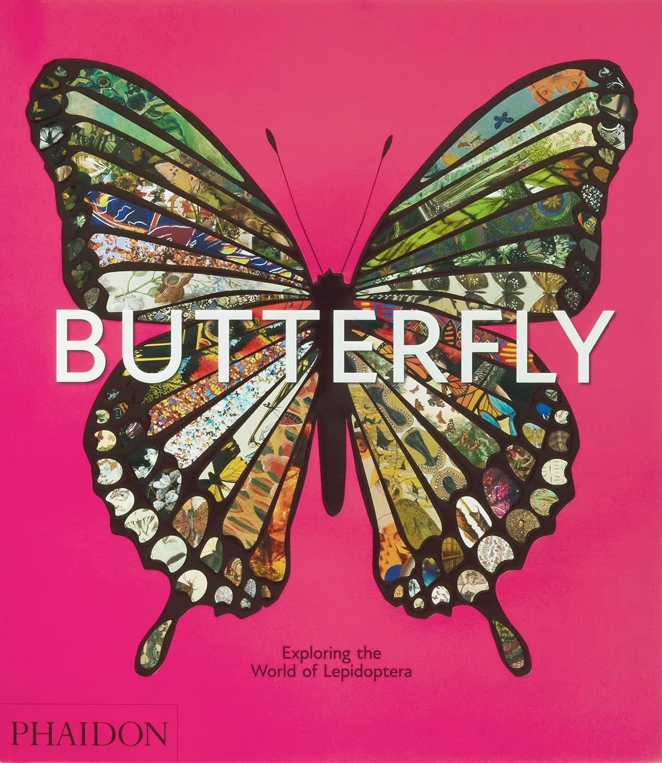 Butterfly: Explore the world of Lepidoptera