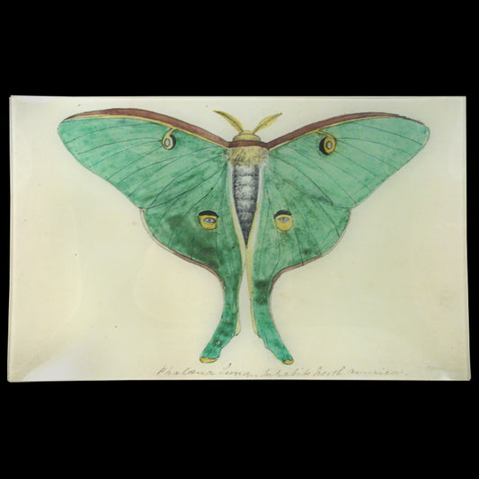 Eyed Green Butterfly 10 x 16" Rectangular Tray