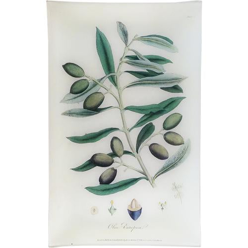 Olive - Olea Europaea (History of Plants) Rectangular Tray