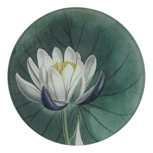 Water Lily 5 3/4" Round