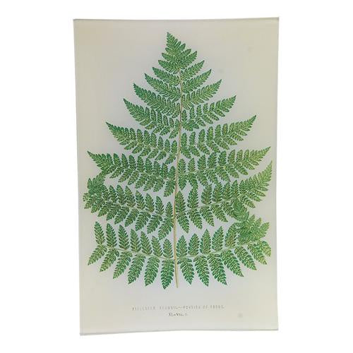 Leaf XL (40) Wall Tray