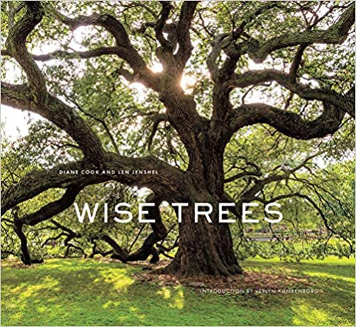 Wise Trees - CG