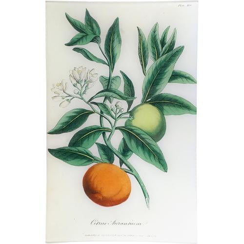 Bitter Orange - Citrus Aurantium (History of Plants) Rectangular Tray