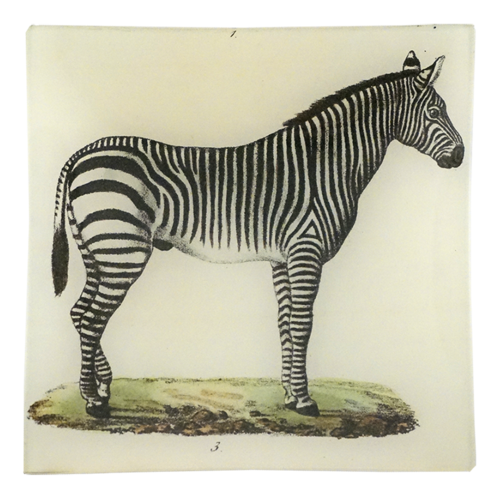 Zebra (early animals) Un Vide Poche