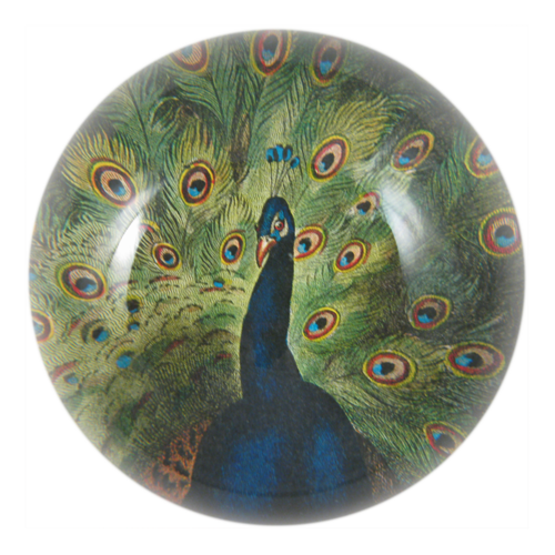 Peacock Close-up Dome Paperweight