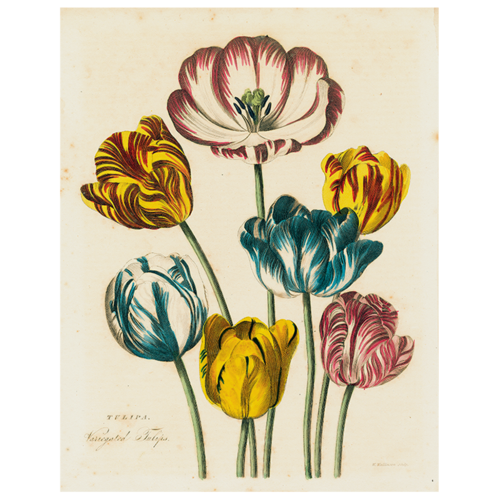 Tulips (p22) Book Page Rectangular Tray