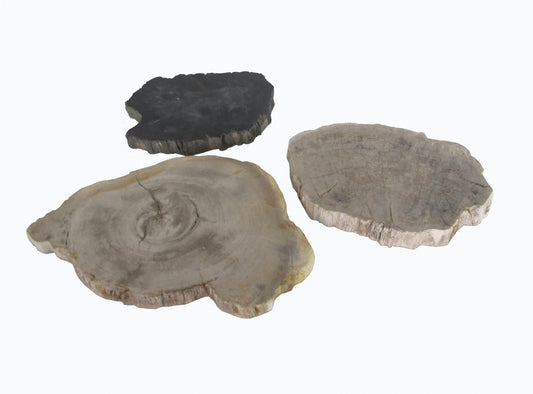 Petrified Wood Coaster